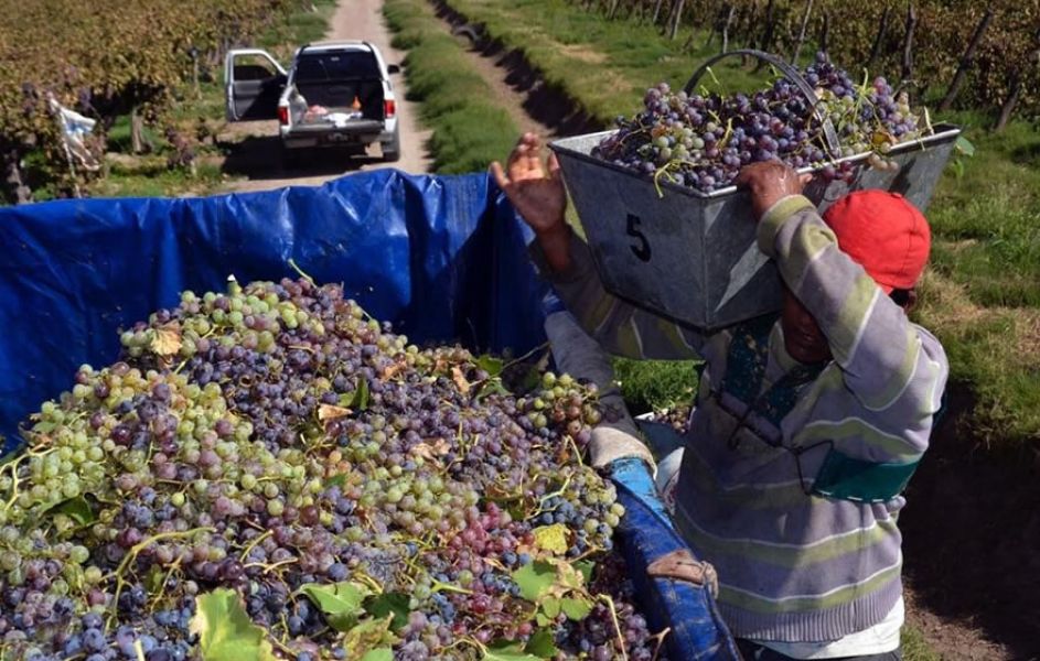 En todo el Valle Calchaquí nadie va a cosechar uva a partir de mañana" - Salta - Nuevo Diario de Salta, Argentina