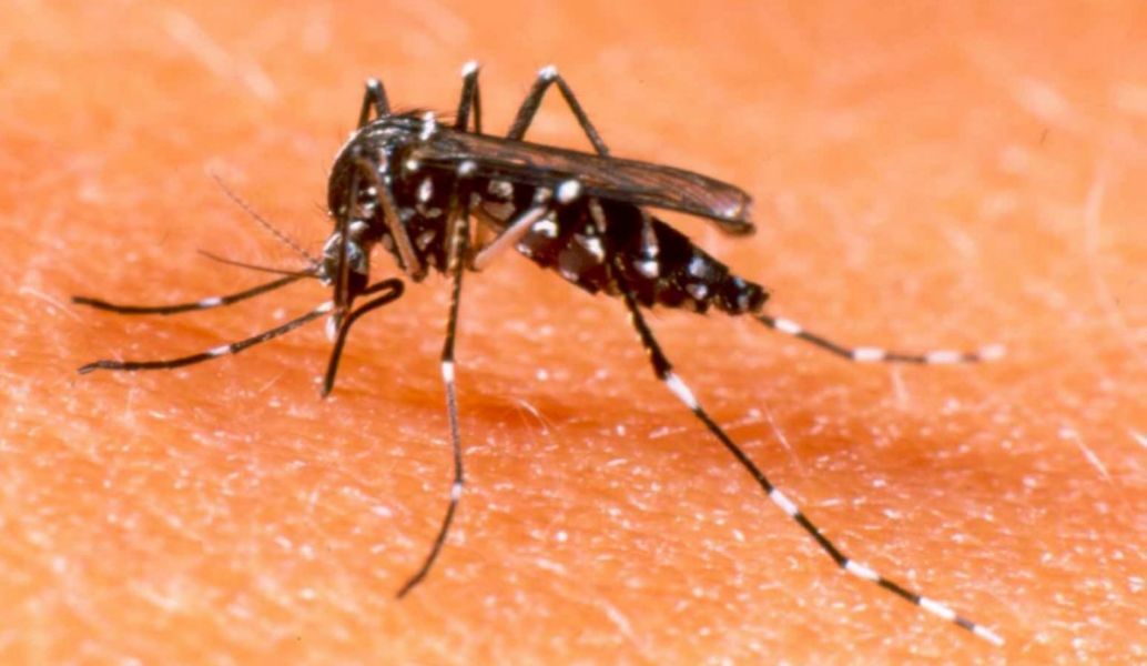 Se registró un segundo fallecido por dengue en Salta Nuevo Diario de