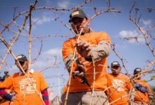 Cafayate llega la 7ma edición del concurso de Poda en Vid