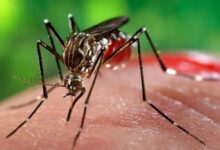 Confirman seis casos de dengue en Salta y refuerzan medidas preventivas.