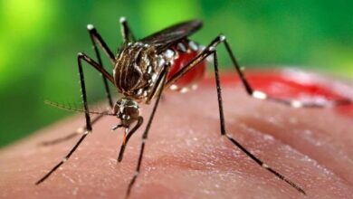 Confirman seis casos de dengue en Salta y refuerzan medidas preventivas.