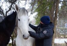 caballos sueltos