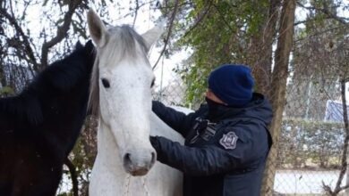 caballos sueltos