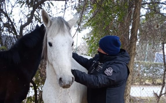 caballos sueltos