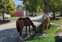 Diputados aprobaron proyecto de ley de multas para animales sueltos