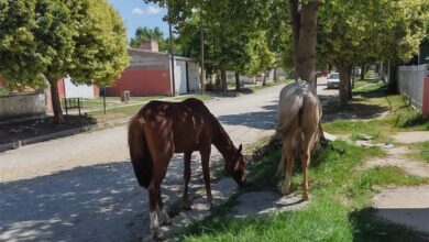 Diputados aprobaron proyecto de ley de multas para animales sueltos