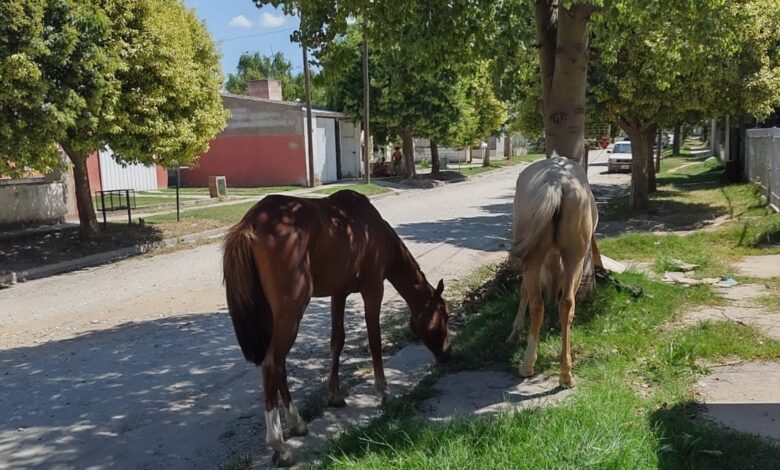 Diputados aprobaron proyecto de ley de multas para animales sueltos