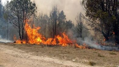 Incendio forestal