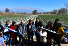 Se lanzó la primera cosecha de frutillas en el Valle de Lerma