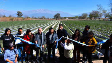 Se lanzó la primera cosecha de frutillas en el Valle de Lerma