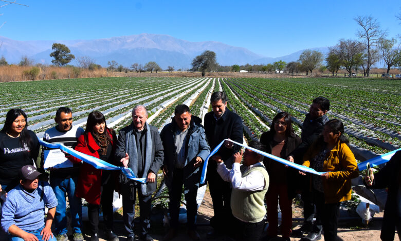 Se lanzó la primera cosecha de frutillas en el Valle de Lerma