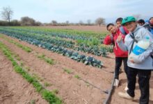 Impulsan la producción de hortalizas en La Viña