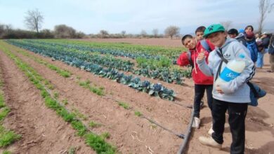 Impulsan la producción de hortalizas en La Viña