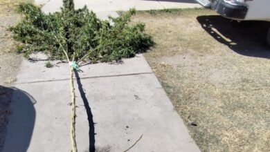 Secuestraron una planta de marihuana de 5 metros en una vivienda