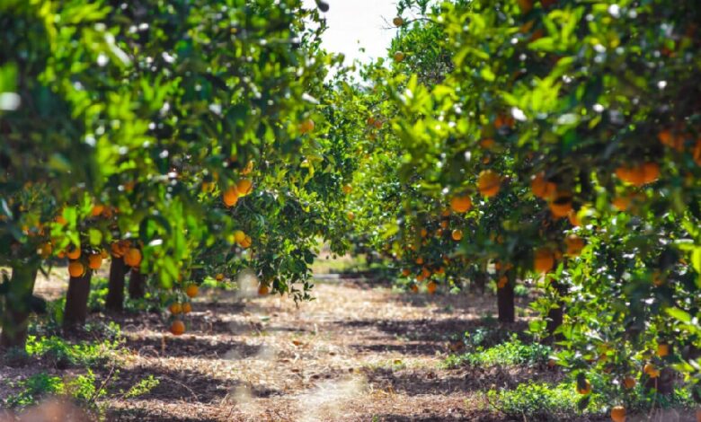 Detuvieron a siete personas por robo de cítricos a una finca