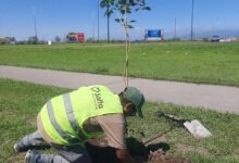 Las tareas de reforestación.