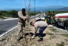 La Municipalidad realizó la plantación de 100 árboles nativos sobre Av. Libertador