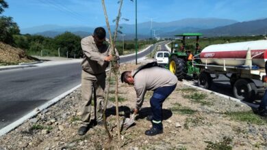 La Municipalidad realizó la plantación de 100 árboles nativos sobre Av. Libertador