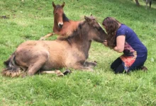 Se realiza en Salta terapia alternativa de constelaciones con caballos
