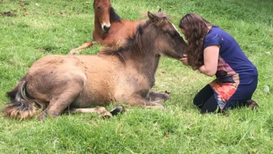 Se realiza en Salta terapia alternativa de constelaciones con caballos