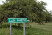 Salta Forestal.