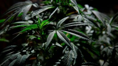 La planta de marihuana tiene delta-8 THC, un compuesto químico en pequeñas cantidades, pero que se comercializa en altas concentraciones tras alteraciones sintéticas (EFE/Carlos Ramírez/Archivo)