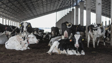 El efecto "Doble Nelson" preocupa al sector de la carne