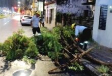 Se realizó el retiro de árboles.