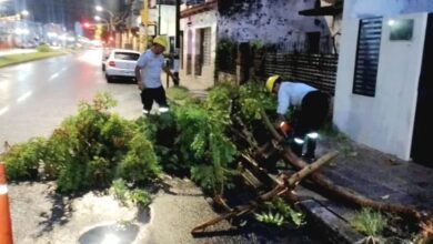 Se realizó el retiro de árboles.