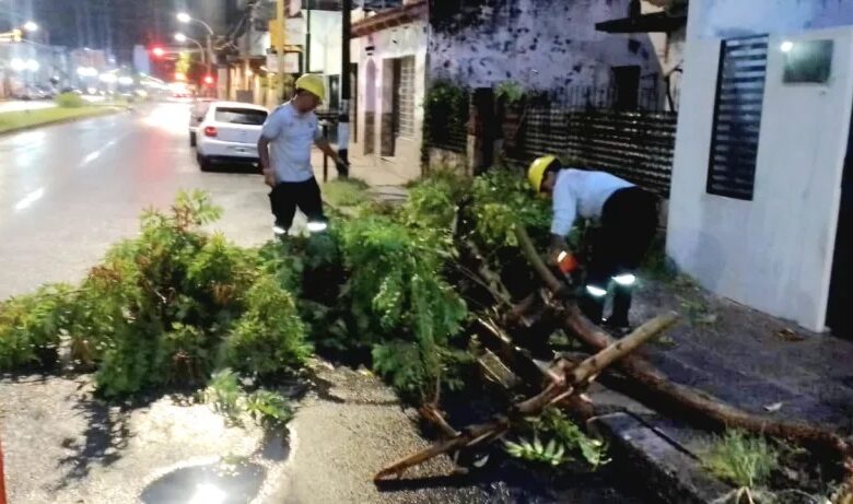 Se realizó el retiro de árboles.