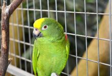 La psitacosis, una enfermedad tratable con antibióticos y de baja mortalidad, se transmite de aves enfermas (loros, pavos y palomas) a humanos