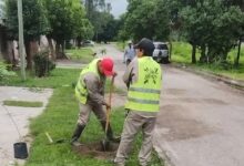 Se plantaron más de 1,000 árboles en los barrios del municipio, con énfasis en las calles principales. Foto: Municipalidad de San Lorenzo