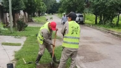 Se plantaron más de 1,000 árboles en los barrios del municipio, con énfasis en las calles principales. Foto: Municipalidad de San Lorenzo