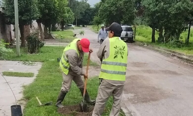 Se plantaron más de 1,000 árboles en los barrios del municipio, con énfasis en las calles principales. Foto: Municipalidad de San Lorenzo