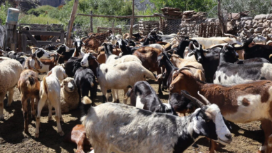 Durante el primer viernes, se vacunaron aproximadamente 580 animales, incluyendo cabras, ovejas y vacas, mientras que en la segunda jornada se aplicaron dosis a 470 animales. Foto: Municipalidad de Campo Quijano