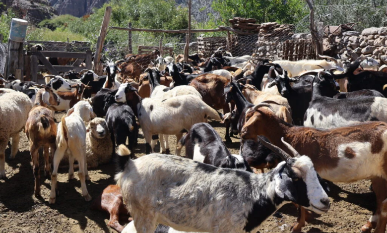Durante el primer viernes, se vacunaron aproximadamente 580 animales, incluyendo cabras, ovejas y vacas, mientras que en la segunda jornada se aplicaron dosis a 470 animales. Foto: Municipalidad de Campo Quijano