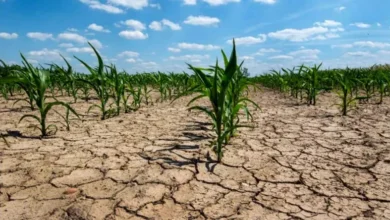 Extienden la emergencia agropecuaria en Santa Fe y Chaco hasta septiembre