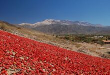 Pimentón del Valle Calchaquí.