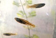 Los peces "Madrecitas del agua". Fotografía: Agencia Noticias Argentinas/UBA