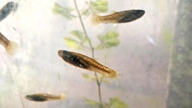 Los peces "Madrecitas del agua". Fotografía: Agencia Noticias Argentinas/UBA