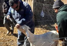 Más de 680 animales recibieron atención veterinaria en San Bernardo de las Zorras. Foto: Municipalidad de Campo Quijano