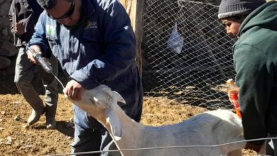 Más de 680 animales recibieron atención veterinaria en San Bernardo de las Zorras. Foto: Municipalidad de Campo Quijano