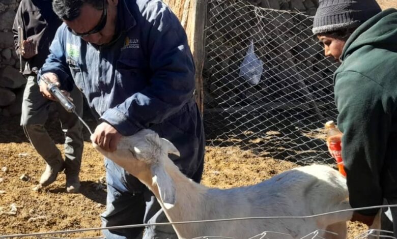 Más de 680 animales recibieron atención veterinaria en San Bernardo de las Zorras. Foto: Municipalidad de Campo Quijano