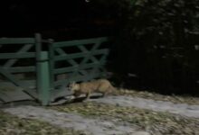 El felino apareció entre los árboles del sector conocido como “La Cañada”. Foto: RR SS