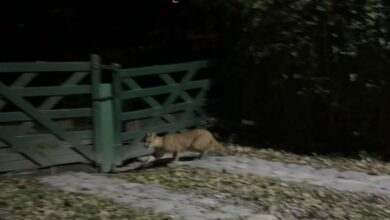 El felino apareció entre los árboles del sector conocido como “La Cañada”. Foto: RR SS