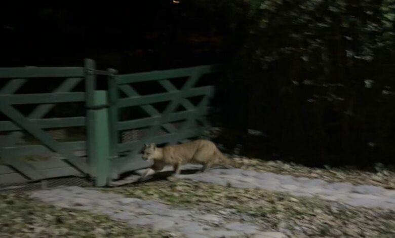 El felino apareció entre los árboles del sector conocido como “La Cañada”. Foto: RR SS