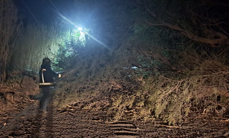 Árbol caído en la Ruta 40.