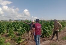 Trabajadores del tabaco.