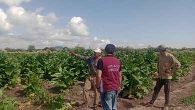 Trabajadores del tabaco.