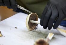 Un cultivador prepara hongos de psilocibina para su distribución en Springfield, Oregón, 14 de agosto de 2023. (AP)